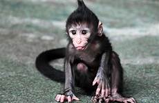 baby monkey zoo brookfield zingo jim chicago fourth born july wttw schulz zoological society