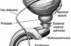 ejaculation function emphasis