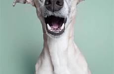 portraits vogelsang elke dog dogs expressive incredibly mymodernmet funny animal portrait playful personalities their presenting photography vuing pet