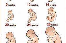 sviluppo stages fetus embryo entwicklung feto embryos crescita umano schwangerschaft embrionale gravidanza stadien stadi nascita fötus wachstum geburt menschlichen