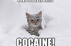 cocaine cat meme quickmeme funny coke lines caption own add