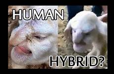 human hybrids lamb face