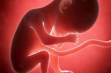 feto mese foetus womb humain fetal fetus weeks umano gravidanza illustration mesi embrione hyams josh utero desarrollo sesto ecografie dopo
