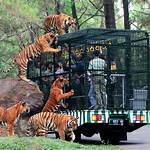 Taman Safari Indonesia