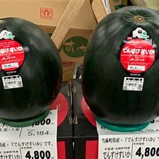 Perbedaan harga Semangka Jepang dan Semangka Barat