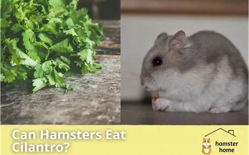 Can Hamsters Have Cilantro? Everything You Need to Know