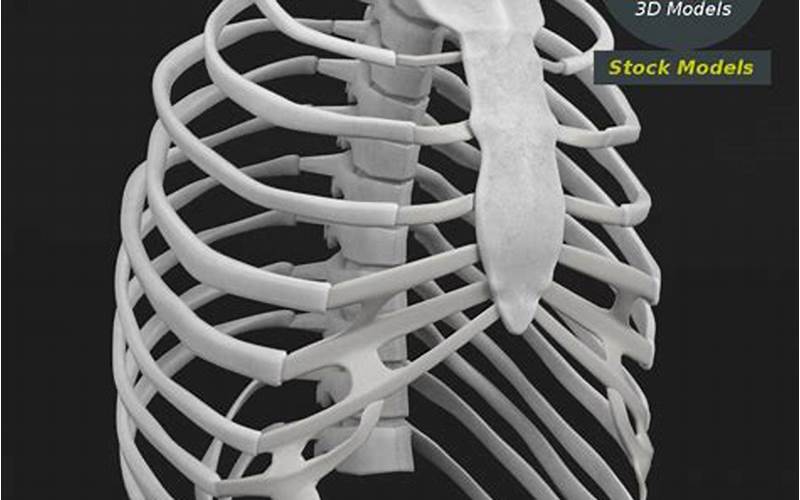 3D Model Of Human Rib Cage