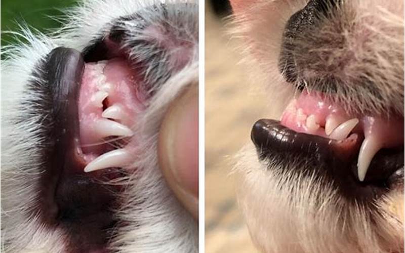 8 Week Old Puppy with Underbite: Problems and Solutions