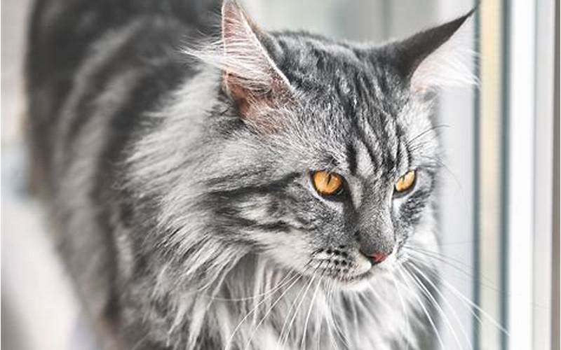 Discover the Best Haircut Styles for Your Maine Coon