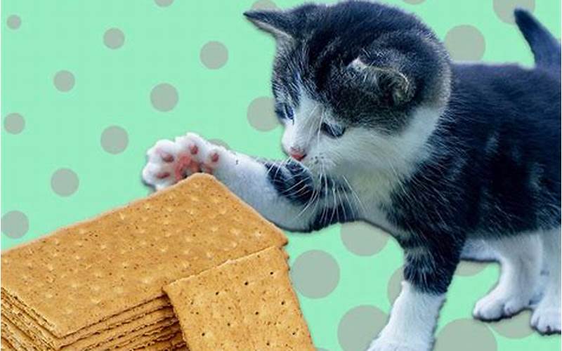 Can Cats Eat Graham Crackers?