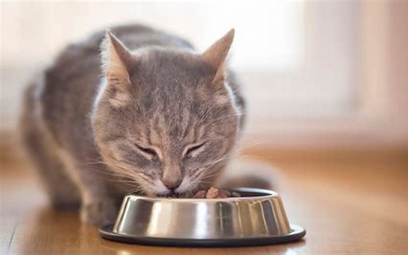A Cat Eating Food