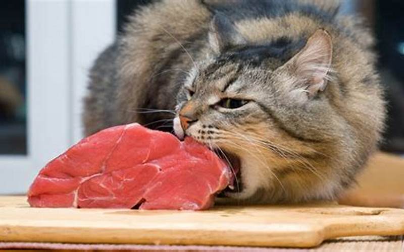 A Cat Eating Meat