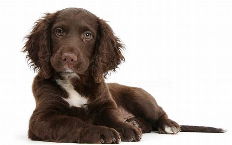 Chocolate Cocker Spaniel Puppy: A Guide to This Adorable Breed