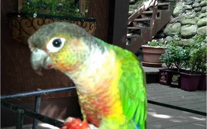 Can Conures Eat Strawberries?