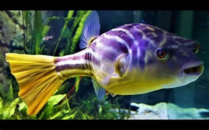 Fahaka Puffer Tank Size: How to Determine the Right Tank Size for Your Pet Fish