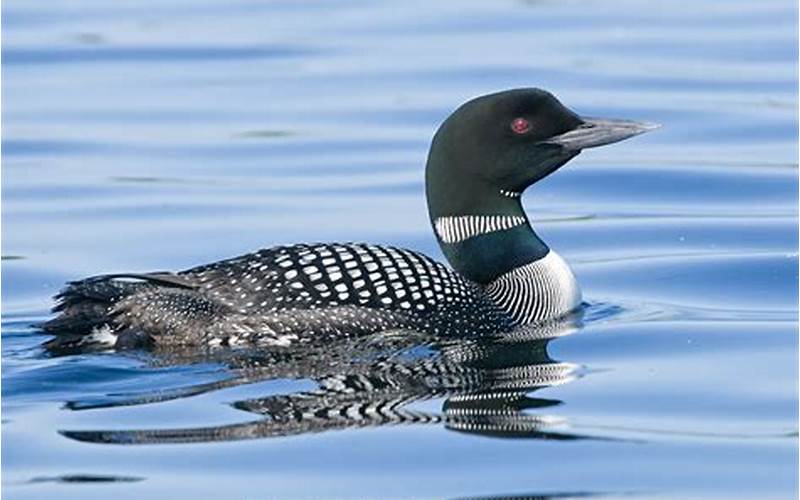 A Picture Of A Loon Bird