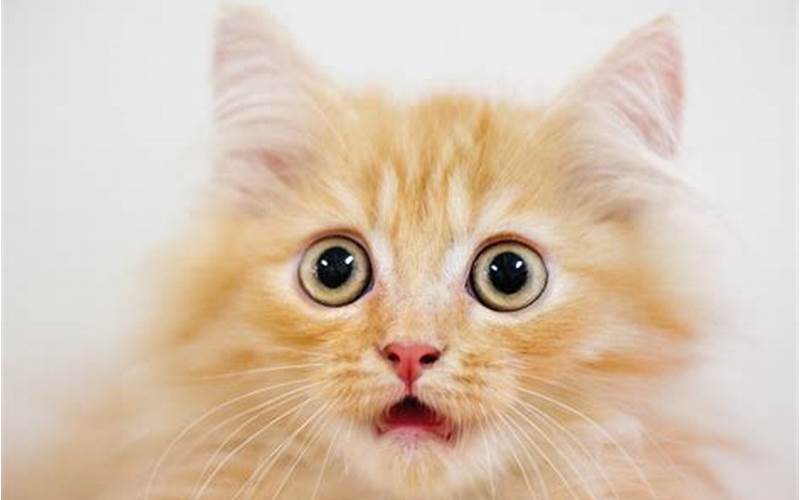 A Surprised Cat