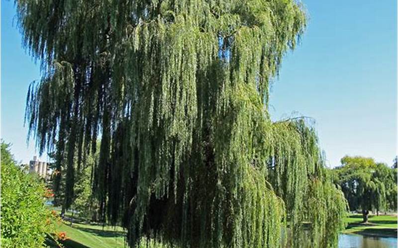 You’re Either Born a Willow or an Oak