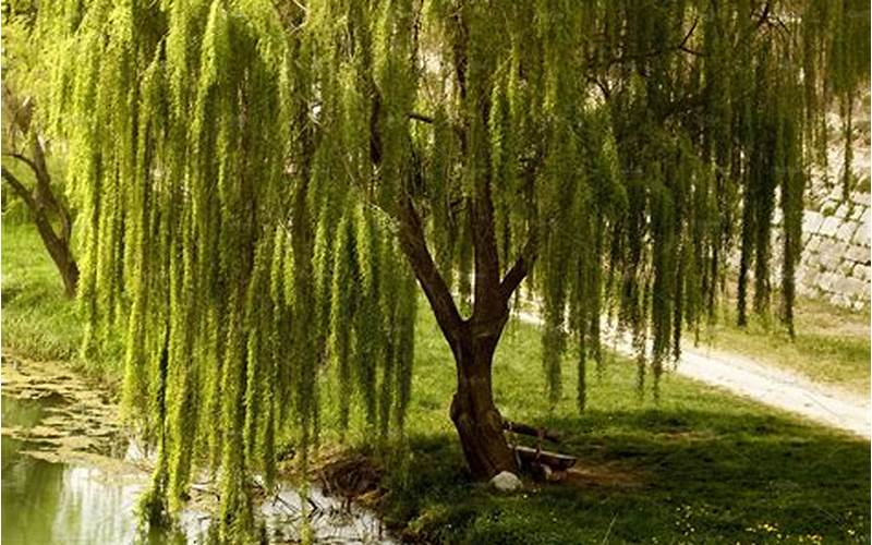 A Willow Tree Near Water