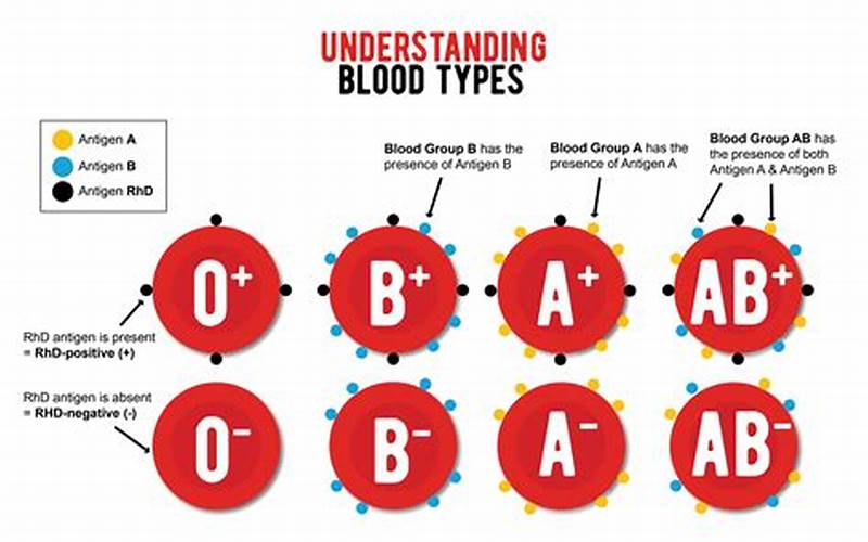 Ab Blood Type Explanation