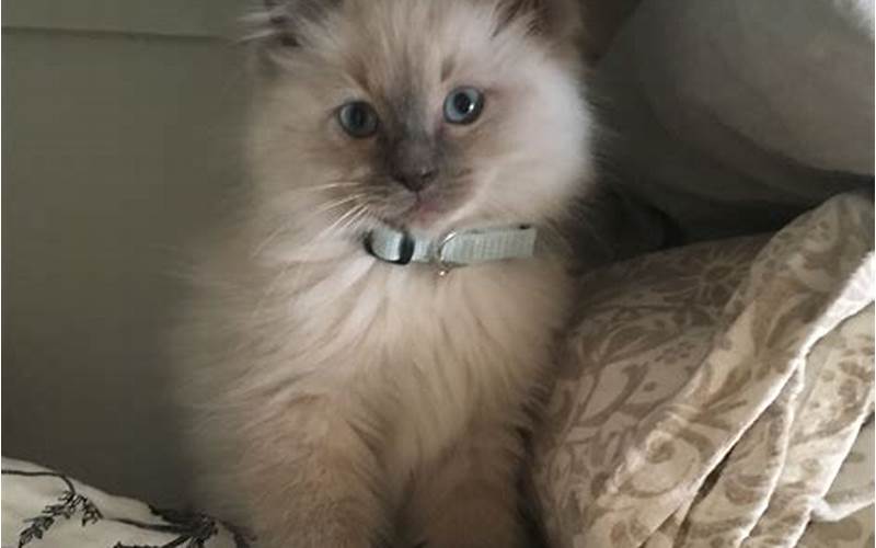 Retired Ragdoll Cats for Adoption