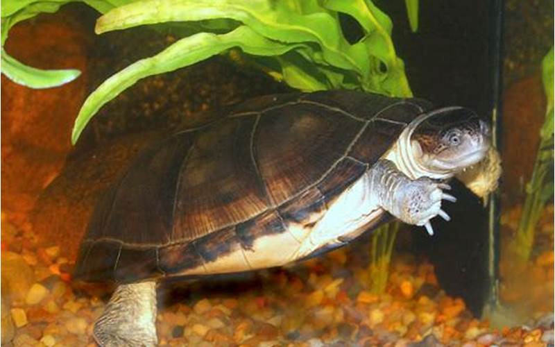 African Sideneck Turtle In Water