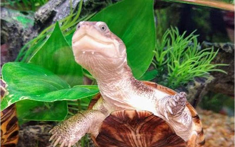 How Long Can African Sideneck Turtles Be Out of Water?