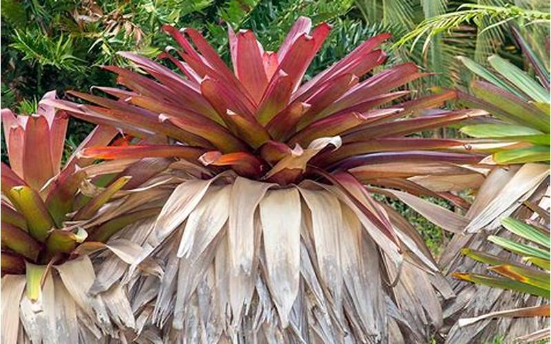 Alcantarea Imperialis