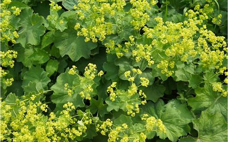 Alchemilla Mollis