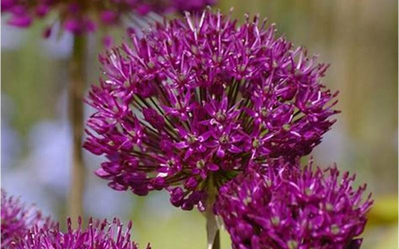 Allium Atropurpureum