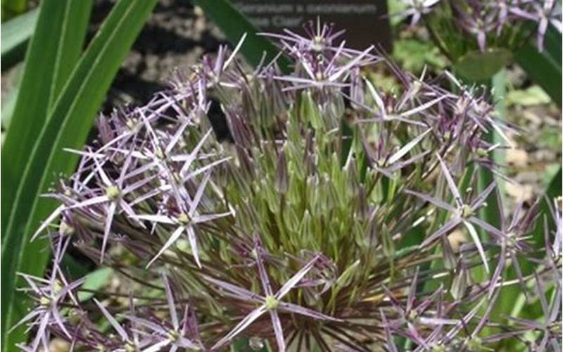 Allium Cristophii