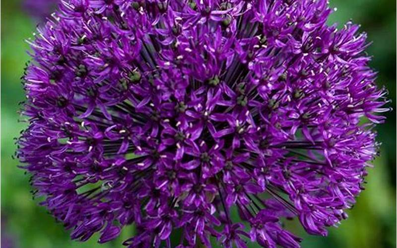 Allium Hollandicum Purple Sensation
