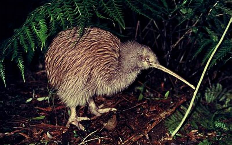 An Image Of A Kiwi With Its Long Beak And Neck