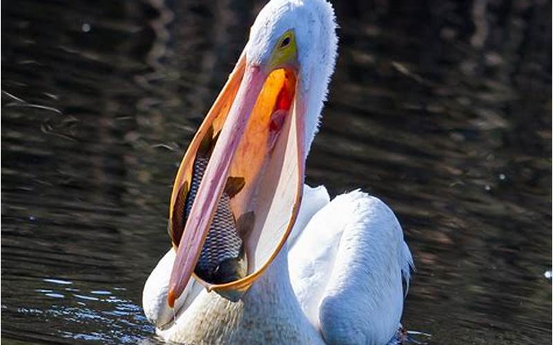 An Image Of A Pelican With Its Long Neck Pouch