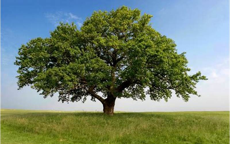 An Oak Tree