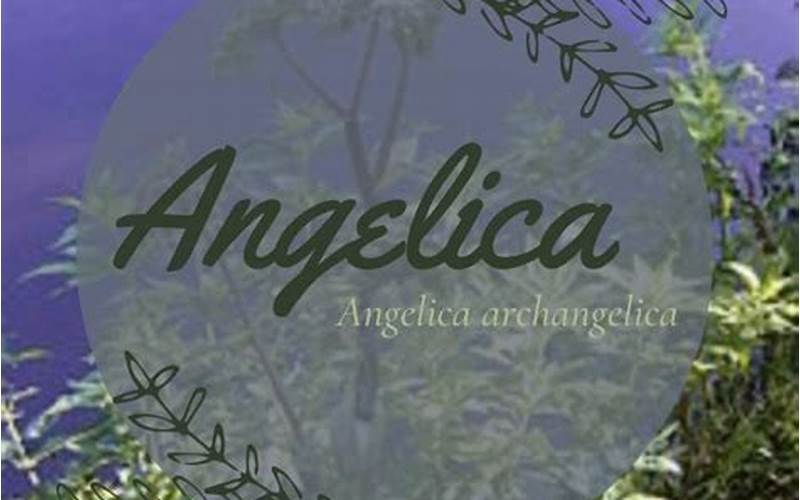 Angelica Folklore
