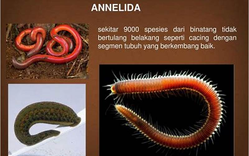 Annelida: Kenalan Dengan Hewan Lendir