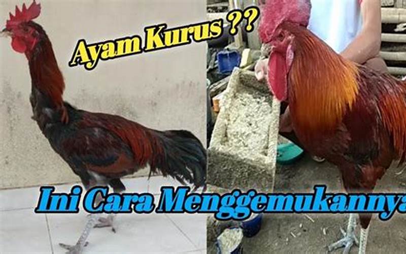 Apakah Ayam Membuat Jerawat?