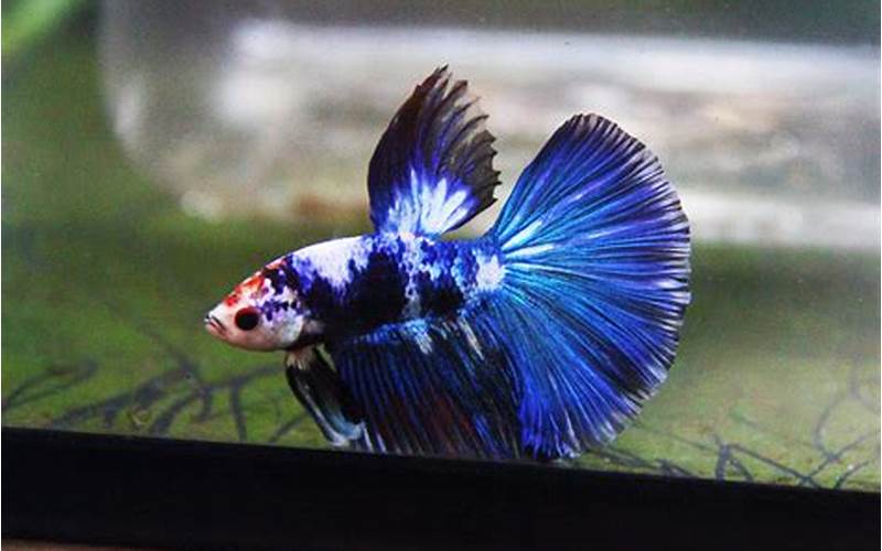 Appearance Of Blue Marble Male Betta