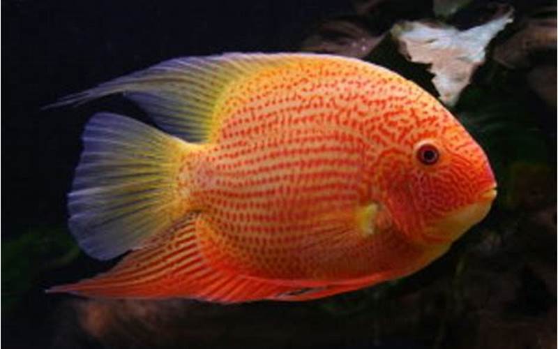 Appearance Of Red Spot Gold Severum