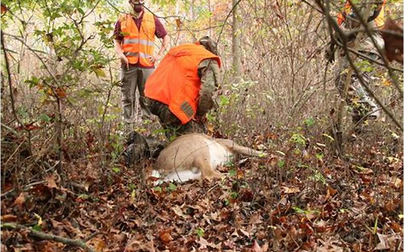 How Should a Downed Deer be Approached?