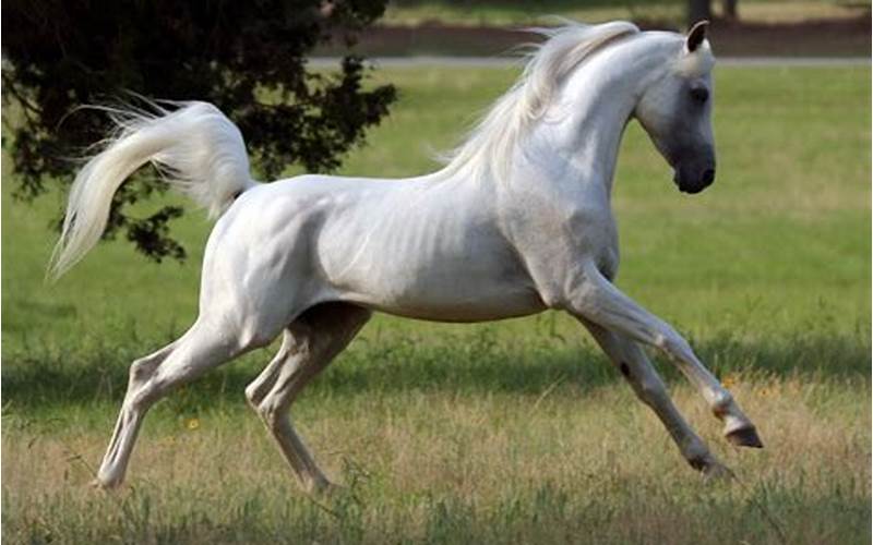 Skowronek Vs Van Jefferson: Which Horse Breed is Better?