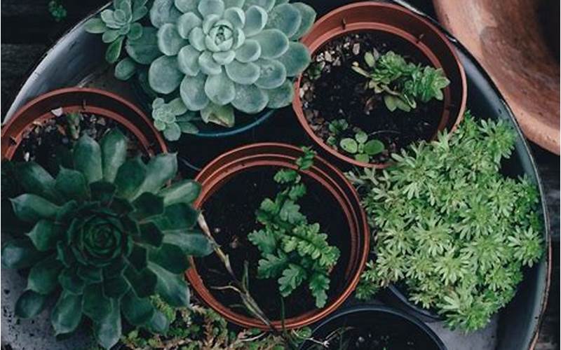 Are Coffee Grounds Good for Succulents?