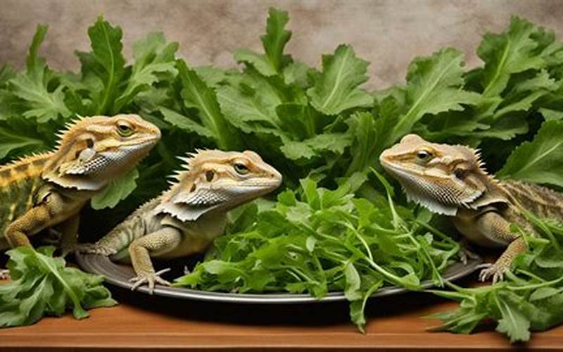 Arugula for Bearded Dragons – A Complete Guide