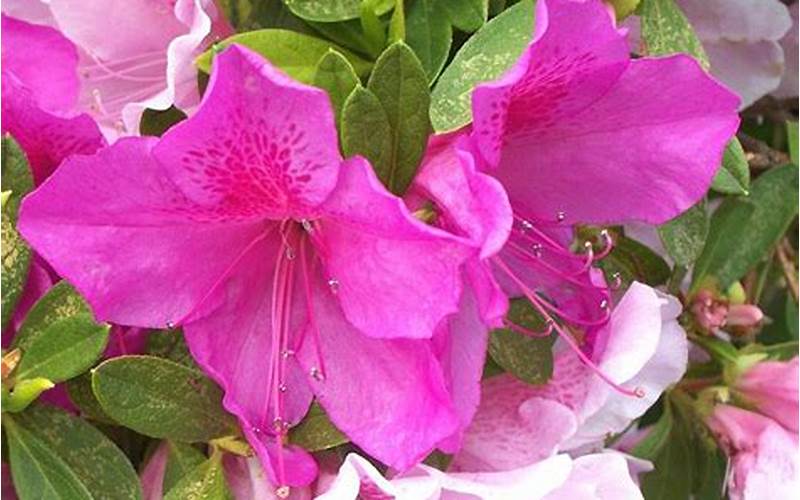 Azaleas In Georgia