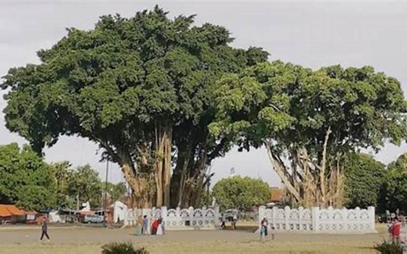 Babaya Dalam Pohonnya
