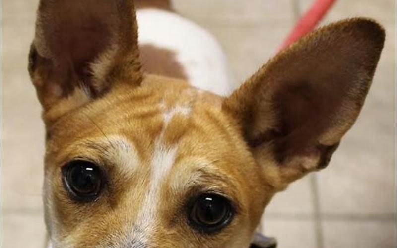 Basenji Rat Terrier Mix: A Unique and Lovable Hybrid
