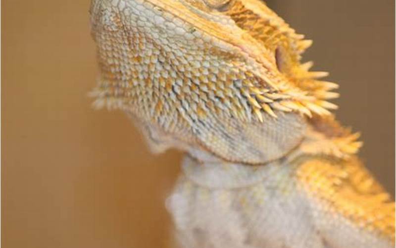 Can Bearded Dragons Eat Onions?