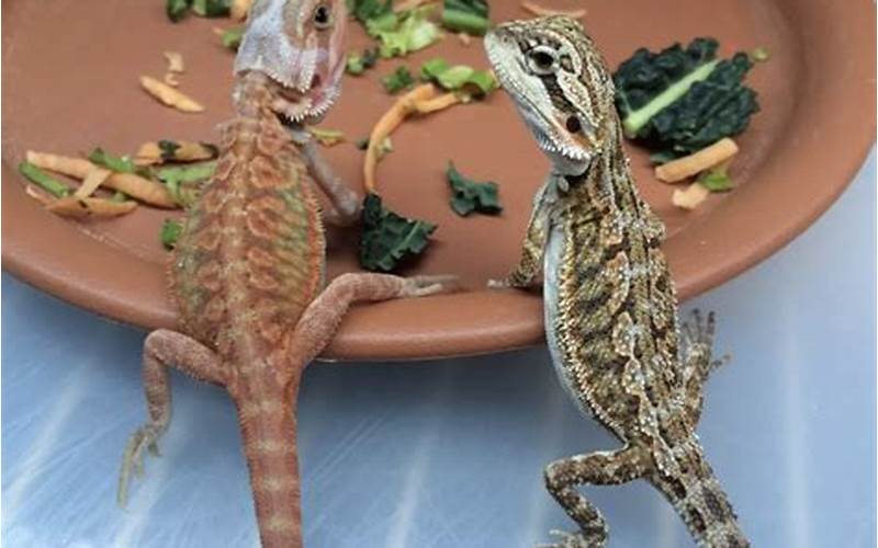 Can Bearded Dragons Have Bok Choy?