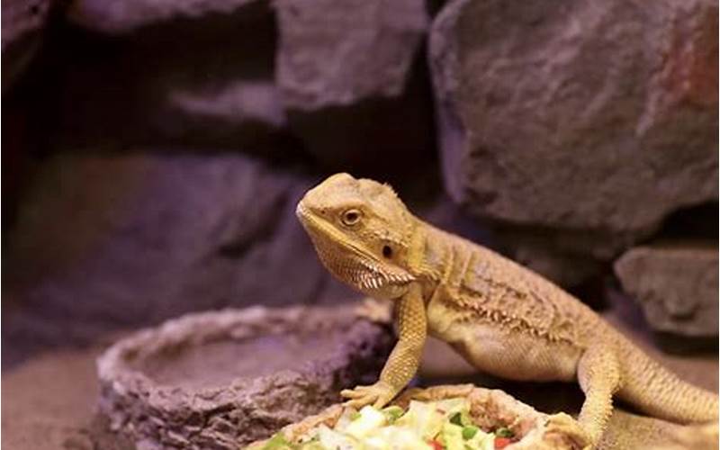 Can Bearded Dragons Have Brussel Sprouts?